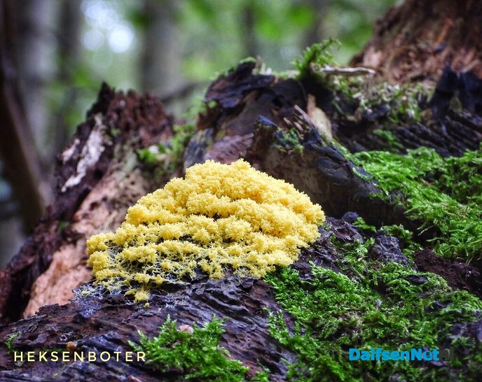 Wachten op paddenstoelen in het Waterloopbos - Foto: Femmie Smink