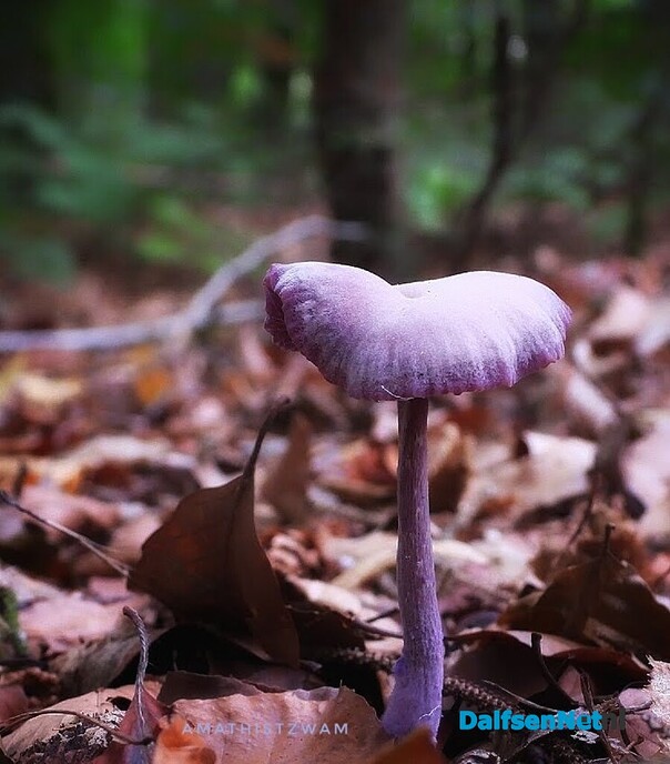 Wachten op paddenstoelen in het Waterloopbos - Foto: Femmie Smink
