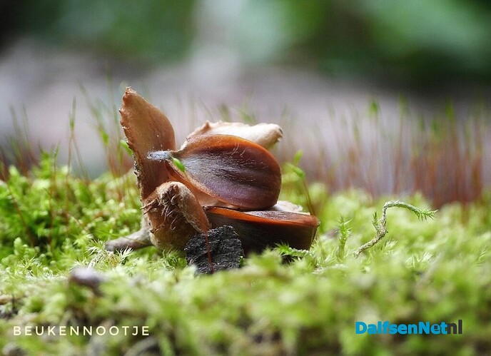 Wachten op paddenstoelen in het Waterloopbos - Foto: Femmie Smink