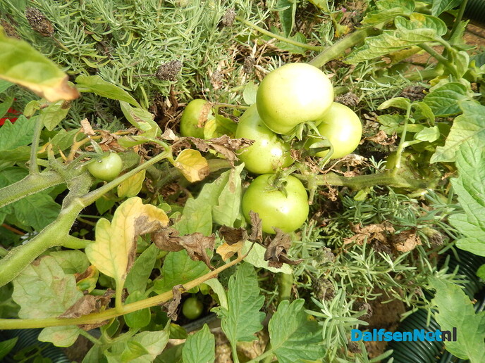 Tomatenplant blijkt tomatenboom te worden - Foto: Willy