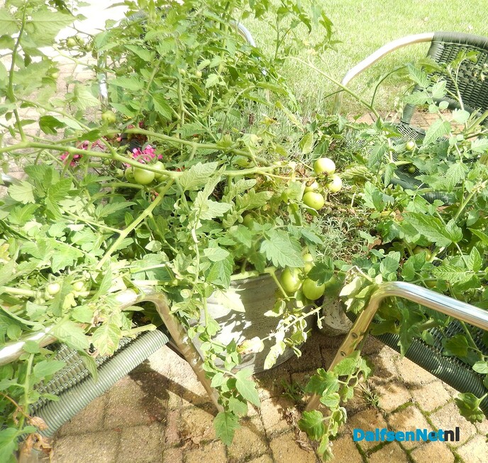 Tomatenplant blijkt tomatenboom te worden - Foto: Willy