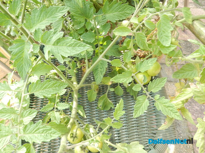 Tomatenplant blijkt tomatenboom te worden - Foto: Willy