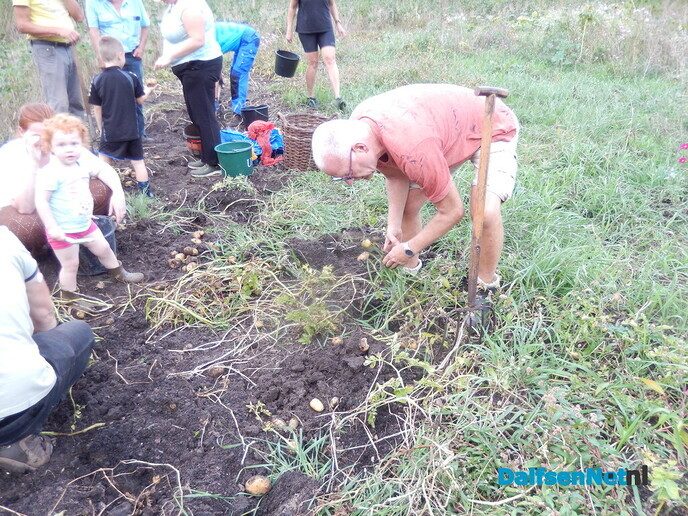Aardappelen rooien in het voedselbos van Nieuwleusen - Foto: Willy