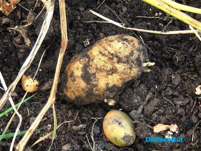 Aardappelen rooien in het voedselbos van Nieuwleusen - Foto: Willy