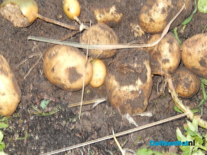 Aardappelen rooien in het voedselbos van Nieuwleusen - Foto: Willy