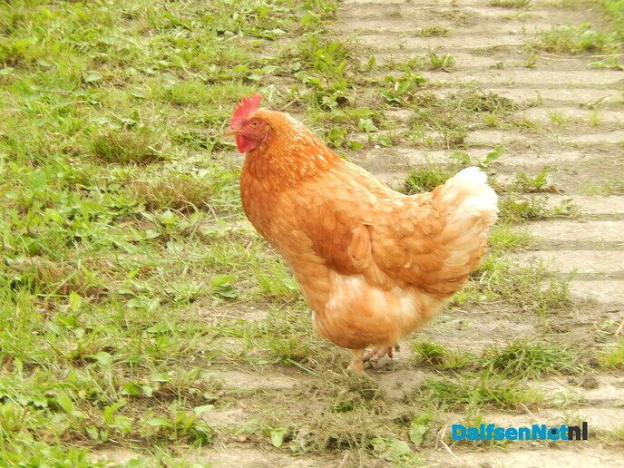 Ontdek hoe biodiversiteit begint bij de kweker - Foto: Willy