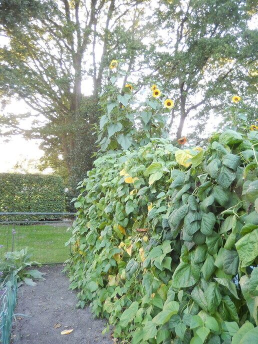 Wie heeft nu de hoogste zonnebloem? - Foto: Ingezonden foto