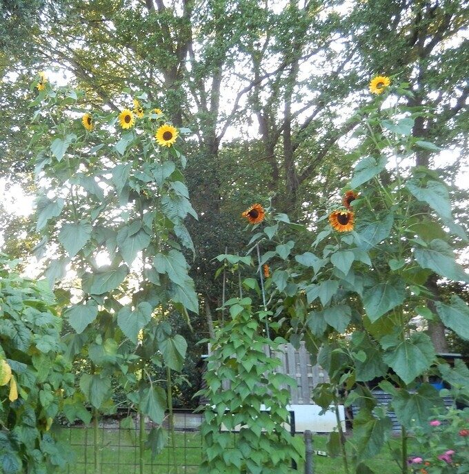 Wie heeft nu de hoogste zonnebloem? - Foto: Ingezonden foto