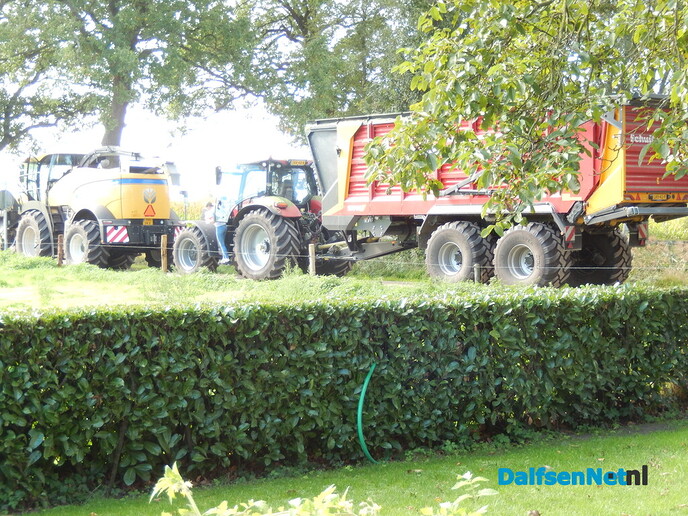 Ze ‘grazen’ zo een heel veld leeg - Foto: Willy