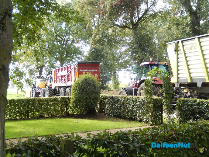 Ze ‘grazen’ zo een heel veld leeg - Foto: Willy