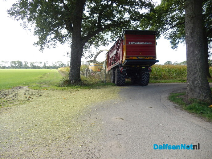 Ze ‘grazen’ zo een heel veld leeg - Foto: Willy