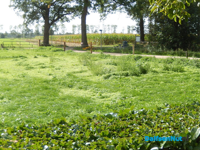 Ze ‘grazen’ zo een heel veld leeg - Foto: Willy