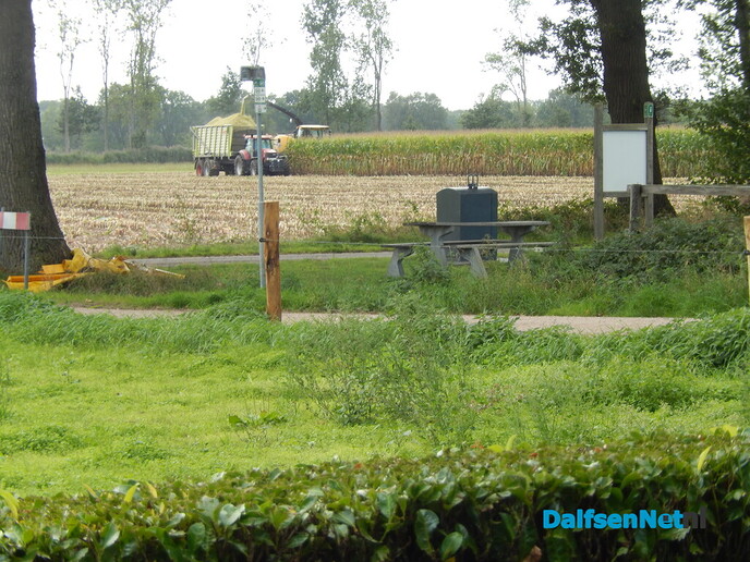 Ze ‘grazen’ zo een heel veld leeg - Foto: Willy