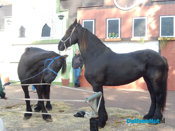 Pony- en paardenmarkt markt Heeten blijft leuk - Foto: Willy