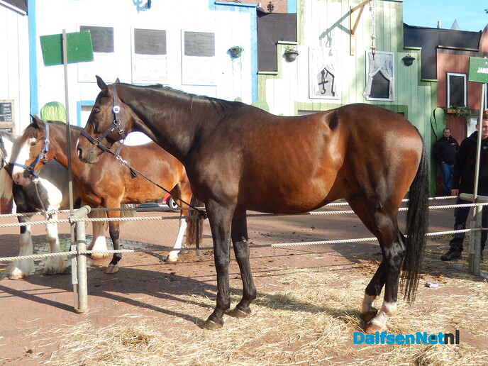 Pony- en paardenmarkt markt Heeten blijft leuk - Foto: Willy