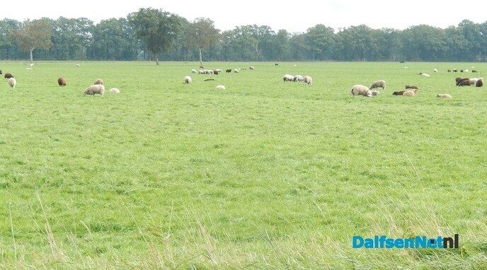 Vestiging wolf in Vechtdal nog niet zeker - Foto: Willy