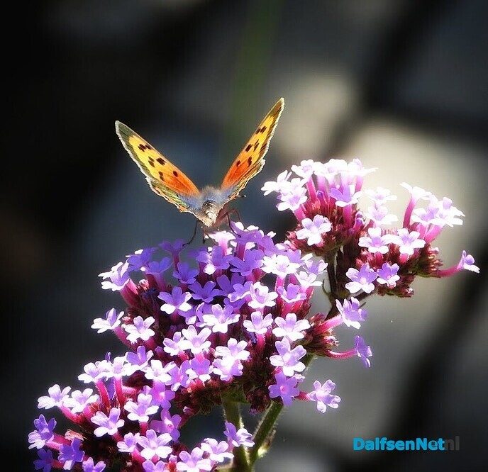 In onze tuin is het nu groot feest! - Foto: Femmie Smink