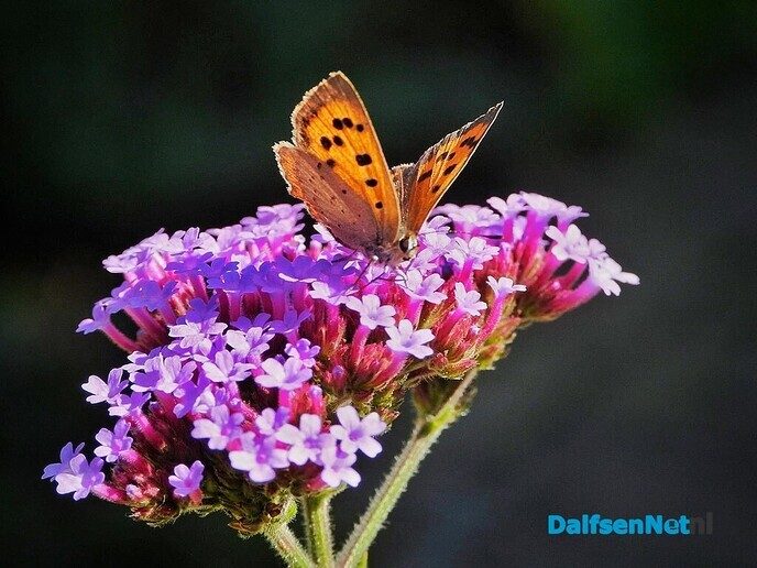 In onze tuin is het nu groot feest! - Foto: Femmie Smink