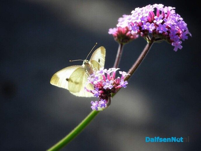 In onze tuin is het nu groot feest! - Foto: Femmie Smink