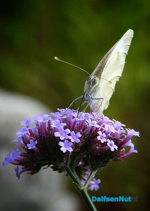 In onze tuin is het nu groot feest! - Foto: Femmie Smink