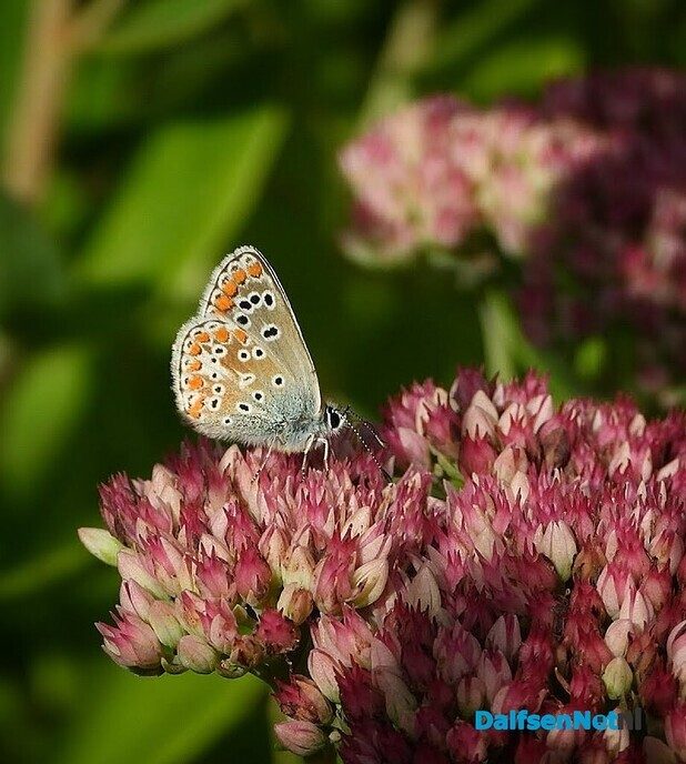 In onze tuin is het nu groot feest! - Foto: Femmie Smink