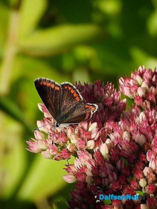 In onze tuin is het nu groot feest! - Foto: Femmie Smink