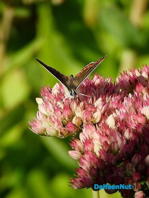 In onze tuin is het nu groot feest! - Foto: Femmie Smink