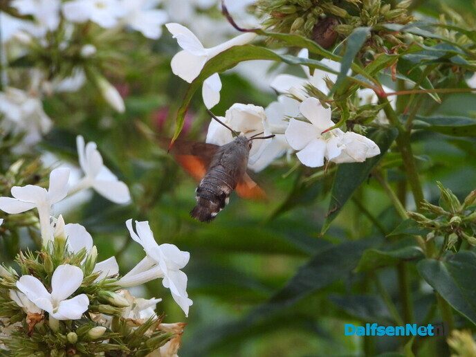 In onze tuin is het nu groot feest! - Foto: Femmie Smink