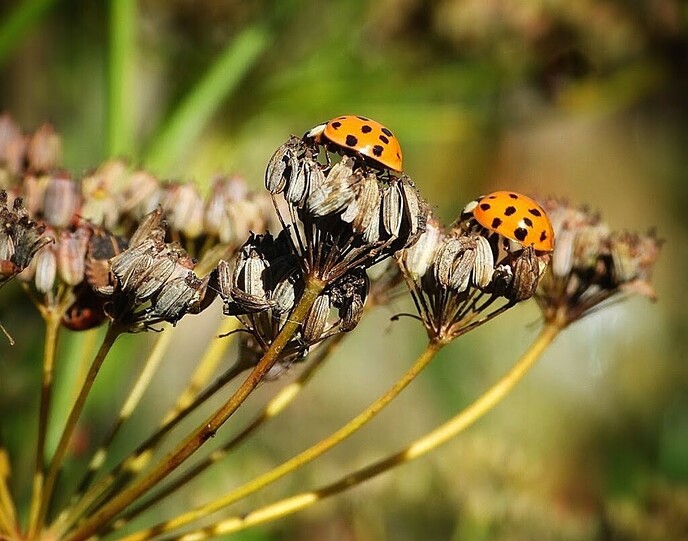 Een kleurrijke ontmoeting in de venkeltuin