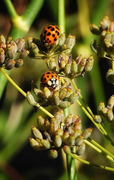 Een kleurrijke ontmoeting in de venkeltuin - Foto: Femmie Smink