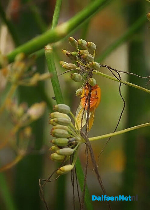 Kleine natuurwonderen in Nieuwleusen - Foto: Femmie Smink