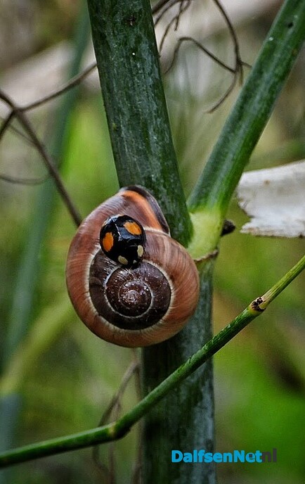 Kleine natuurwonderen in Nieuwleusen - Foto: Femmie Smink