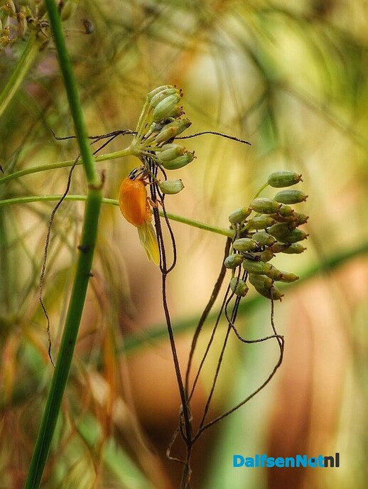 Kleine natuurwonderen in Nieuwleusen - Foto: Femmie Smink