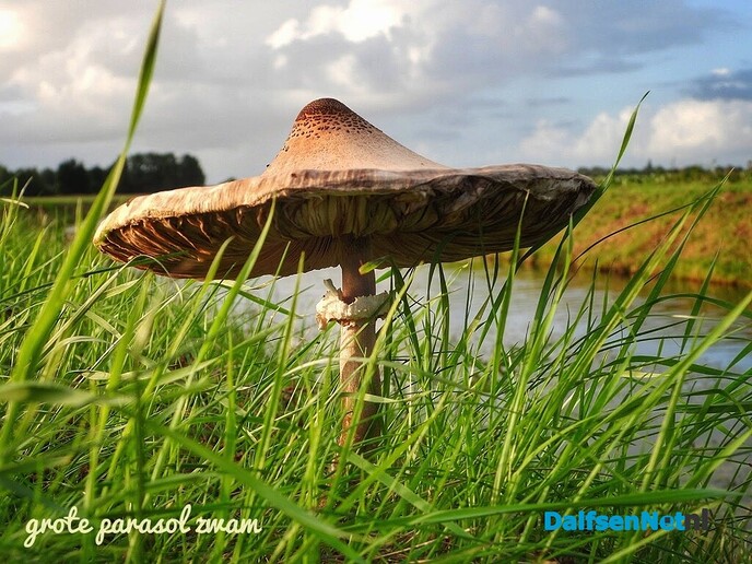 Paddenstoelen - Foto: Femmie Smink