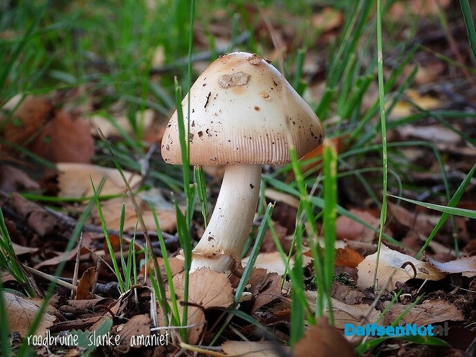 Paddenstoelen - Foto: Femmie Smink