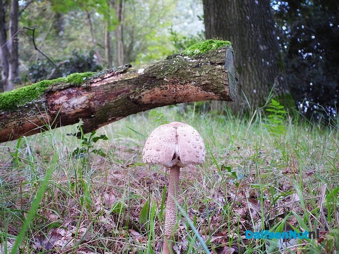Paddenstoelen - Foto: Femmie Smink