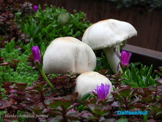 Paddenstoelen - Foto: Femmie Smink