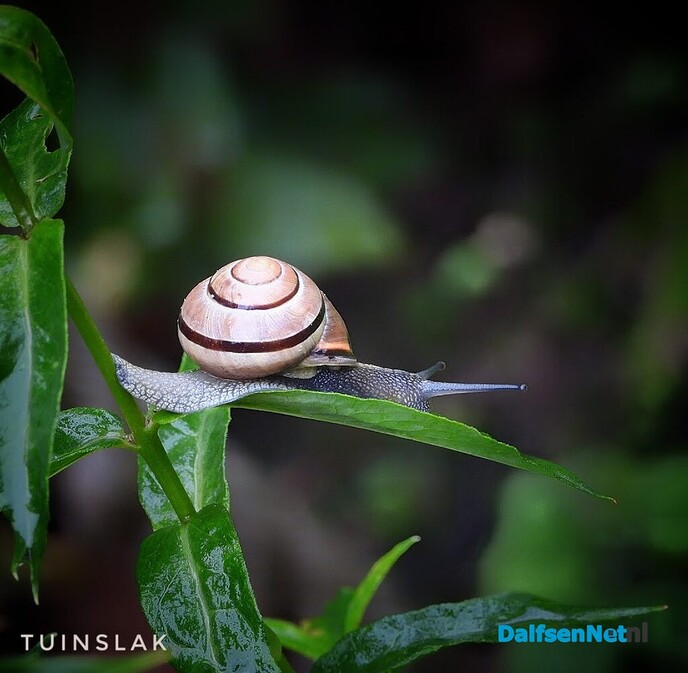 Kleine natuurwonderen in Nieuwleusen - Foto: Femmie Smink