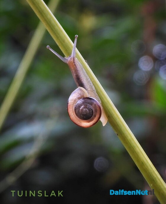 Kleine natuurwonderen in Nieuwleusen - Foto: Femmie Smink