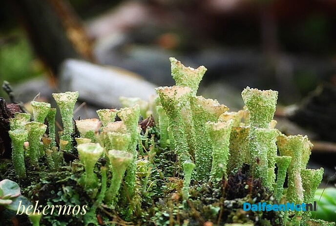 Kleine natuurwonderen in Nieuwleusen - Foto: Femmie Smink