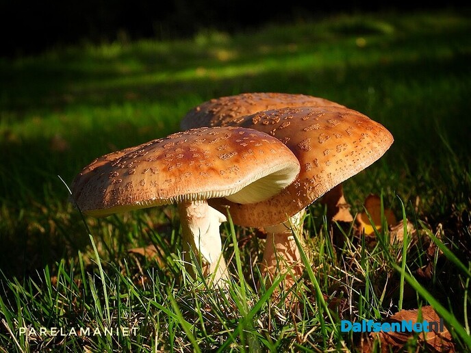 Paddenstoelen - Foto: Femmie Smink