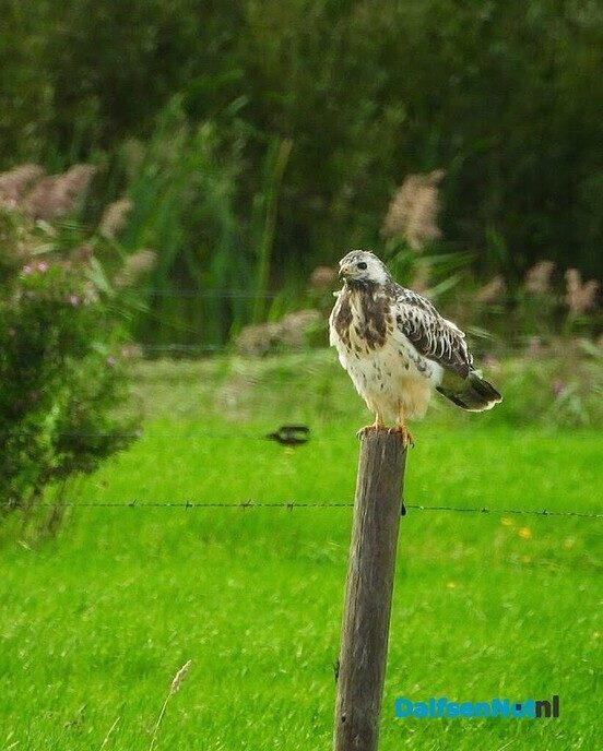 Buizerd op muizenjacht - Foto: Femmie Smink