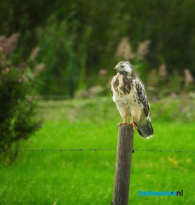 Buizerd op muizenjacht - Foto: Femmie Smink