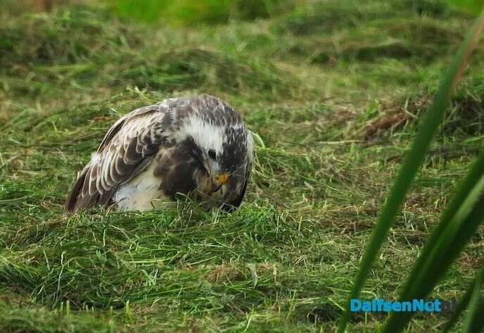 Buizerd op muizenjacht - Foto: Femmie Smink