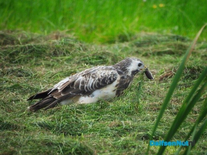 Buizerd op muizenjacht - Foto: Femmie Smink