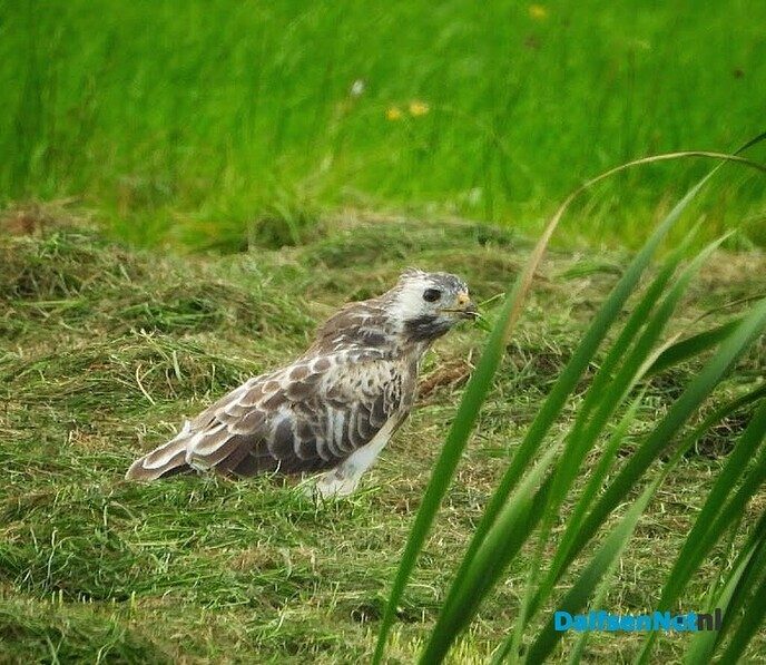 Buizerd op muizenjacht - Foto: Femmie Smink