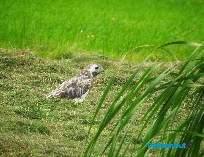Buizerd op muizenjacht - Foto: Femmie Smink