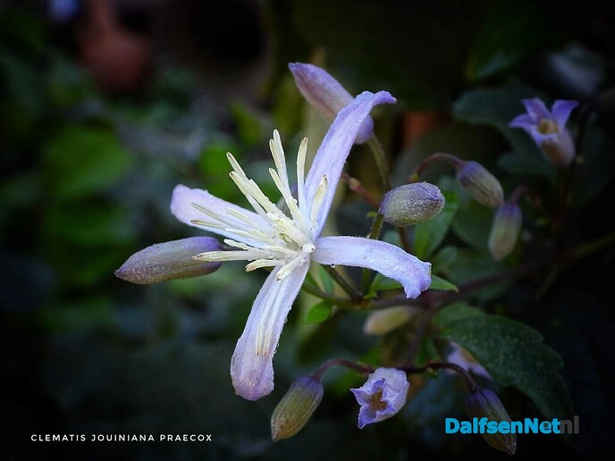 Nazomerpracht geeft de tuin kleur tot de eerste nachtvorst - Foto: Femmie Smink