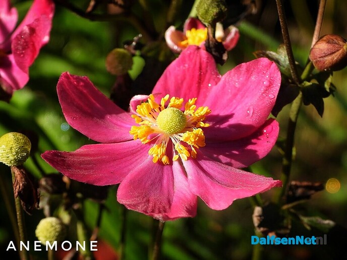 Nazomerpracht geeft de tuin kleur tot de eerste nachtvorst