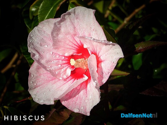 Nazomerpracht geeft de tuin kleur tot de eerste nachtvorst - Foto: Femmie Smink
